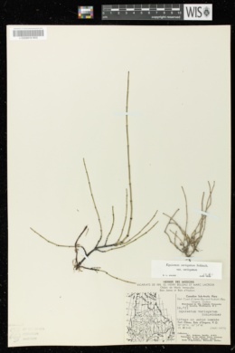 Equisetum variegatum var. variegatum image