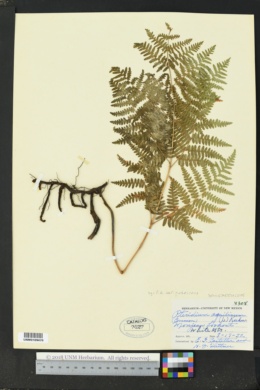 Pteridium latiusculum subsp. pubescens image