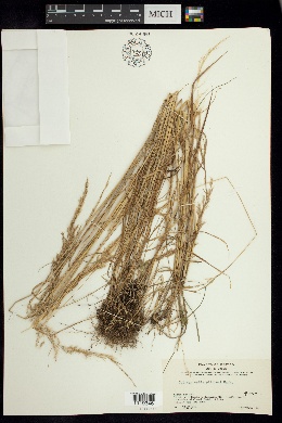 Calamagrostis pittieri image