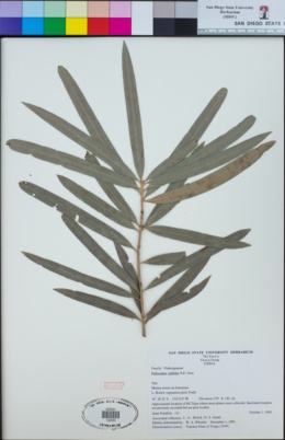 Image of Podocarpus pallidus