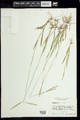 Mesosetum pittieri image
