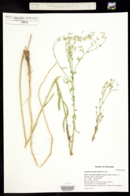 Lepidium eastwoodiae image