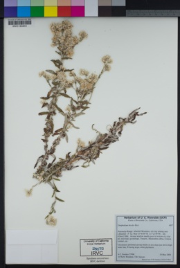 Xerochrysum bracteatum image