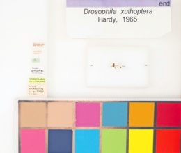 Drosophila xuthoptera image