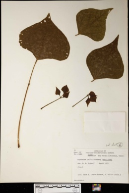Erythrina fusca image
