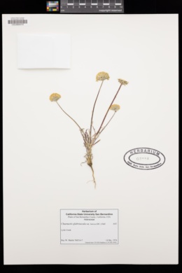 Chaenactis glabriuscula var. lanosa image