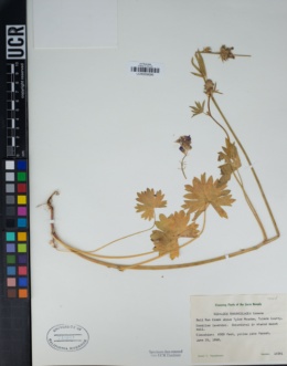 Sidalcea ranunculacea image