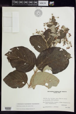Banisteriopsis oxyclada image