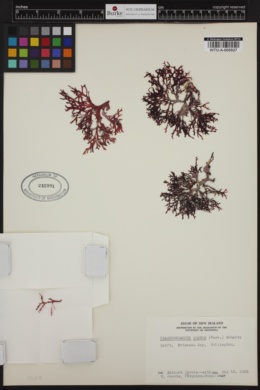 Craspedocarpus erosus image