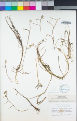 Ranunculus lobbii image