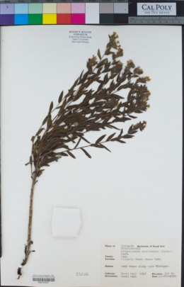 Image of Lithospermum caroliniense