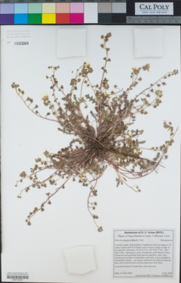 Image of Phacelia douglasii
