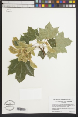 Acer platanoides subsp. platanoides image