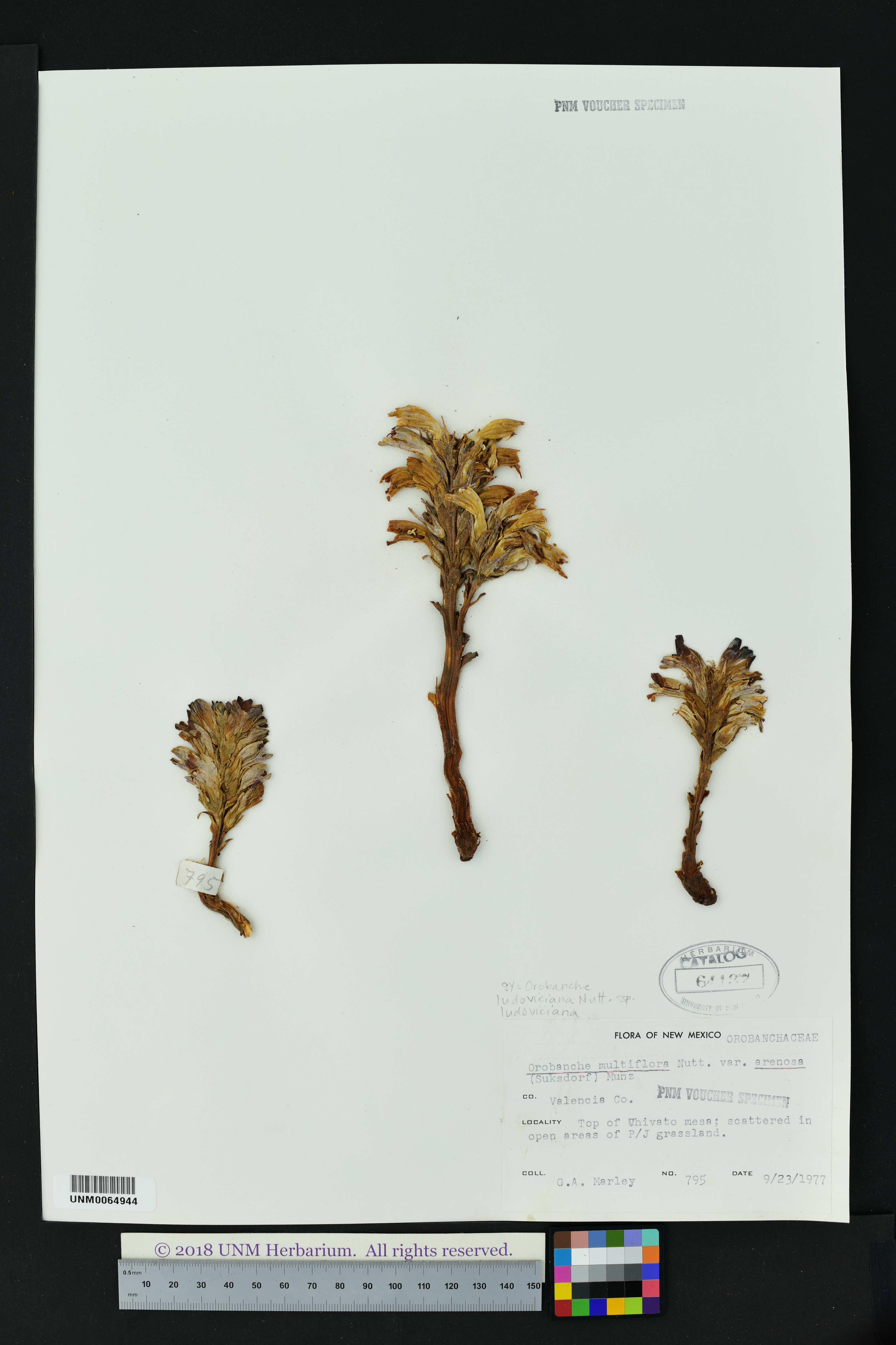 Orobanche ludoviciana subsp. ludoviciana image