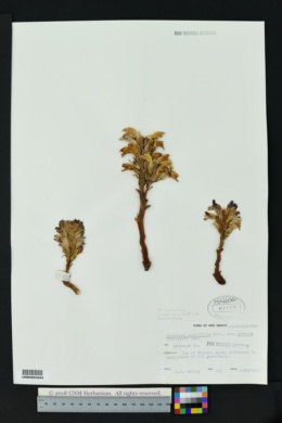 Orobanche ludoviciana subsp. ludoviciana image