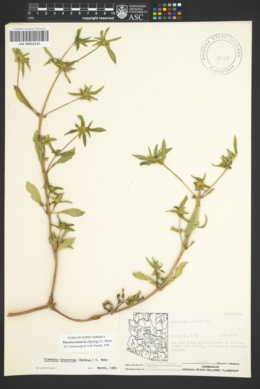 Image of Flaveria trinervia