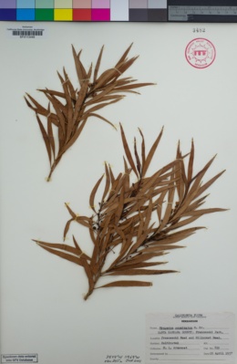 Myoporum tenuifolium image