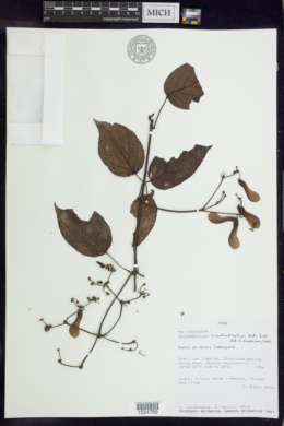 Stigmaphyllon cardiophyllum image