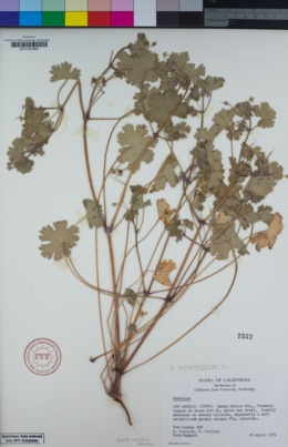 Image of Geranium rotundifolium