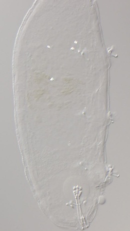 Image of Hypsibius biscuitiformis