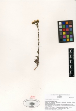 Phacelia brachyloba image