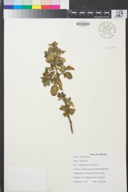 Image of Solanum umbelliferum