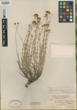 Monardella linoides subsp. erecta image