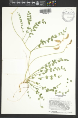 Astragalus oophorus var. clokeyanus image