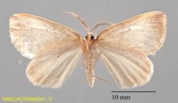 Drepanulatrix bifilata image