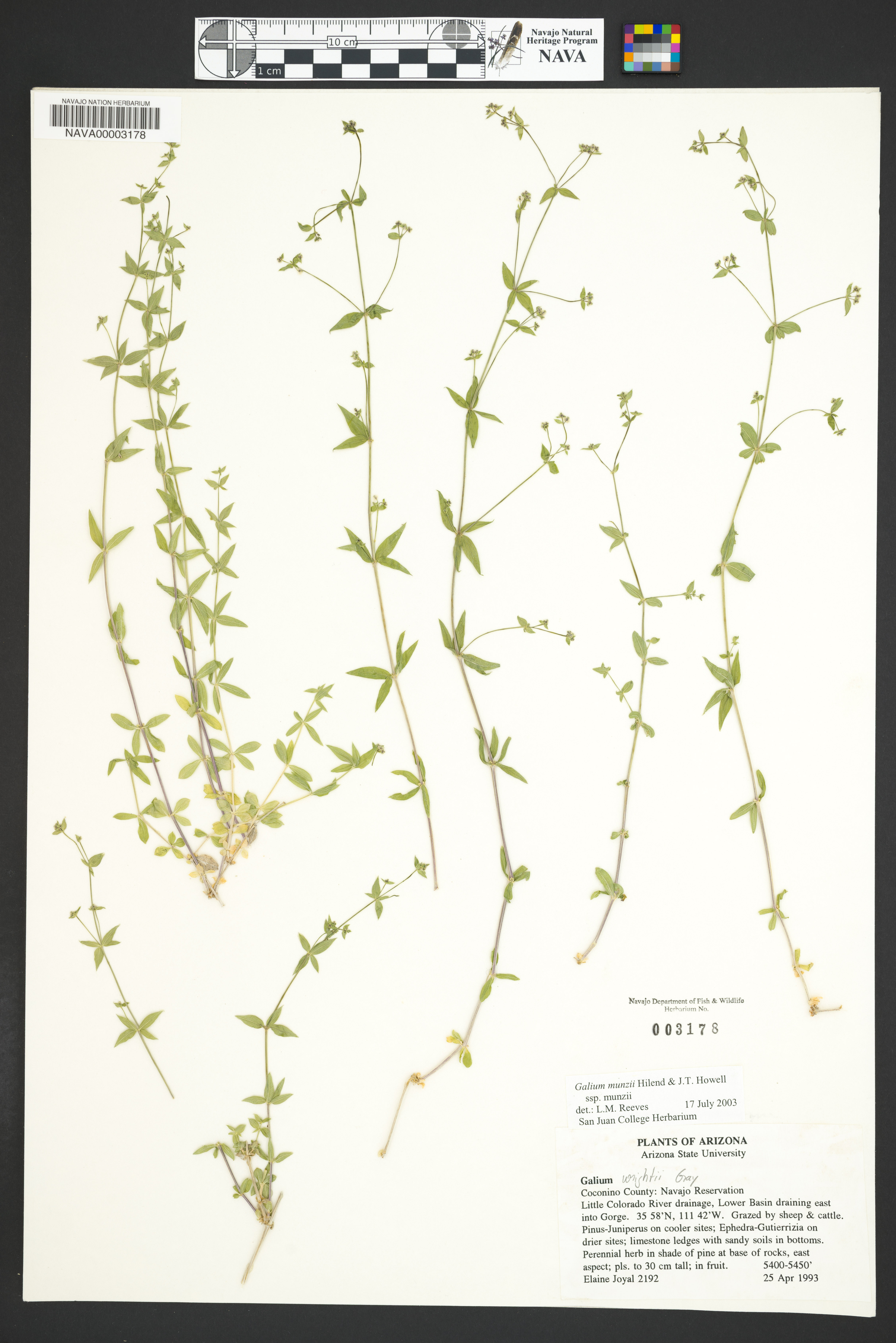 Galium munzii subsp. munzii image