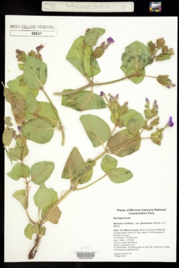 Mirabilis multiflora var. glandulosa image