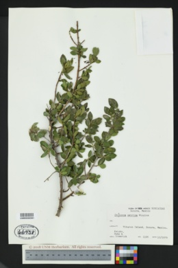 Image of Chiococca petrina