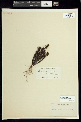 Gratiola subulata image