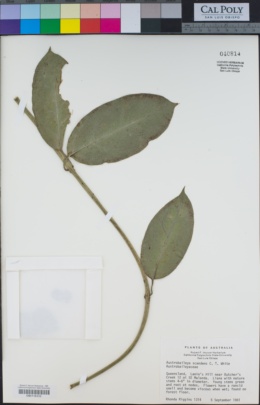 Image of Austrobaileya scandens