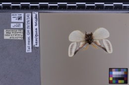 Hemileuca tricolor image