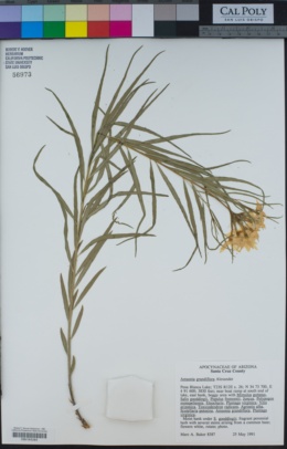 Image of Amsonia grandiflora