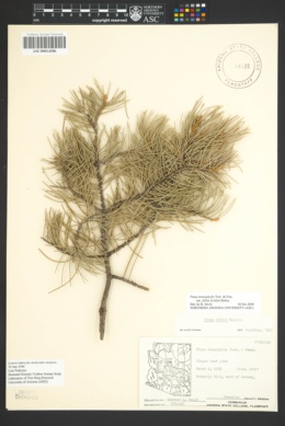 Pinus monophylla var. fallax image
