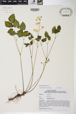 Epimedium pinnatum image