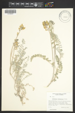 Image of Astragalus anemophilus