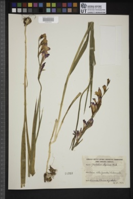 Gladiolus illyricus image