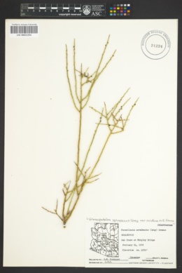 Glossopetalon spinescens var. aridum image