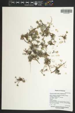 Physaria kingii subsp. kaibabensis image