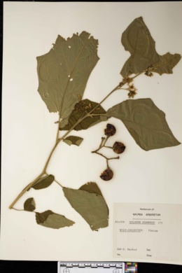 Solanum guamense image