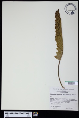 Polypodium pellucidum var. vulcanicum image