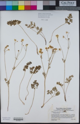 Ranunculus ranunculinus image