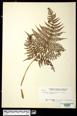 Dryopteris glabra var. soripes image