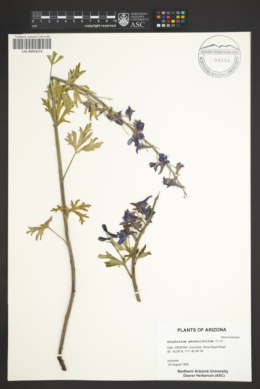 Delphinium geraniifolium image