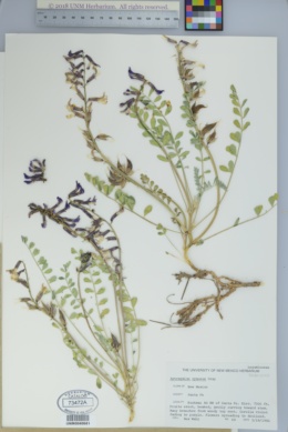 Image of Astragalus cyaneus