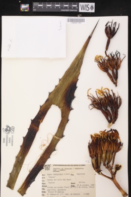 Image of Agave inaequidens