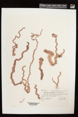 Nemalion elminthoides image